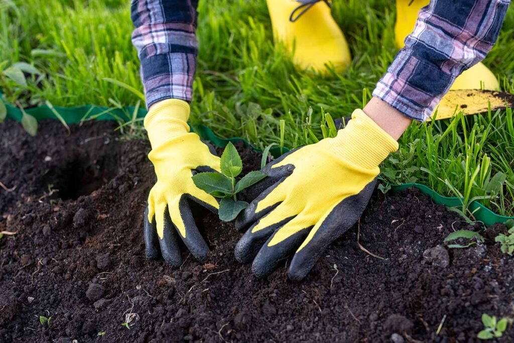 Person planting in dirt with garden gloves