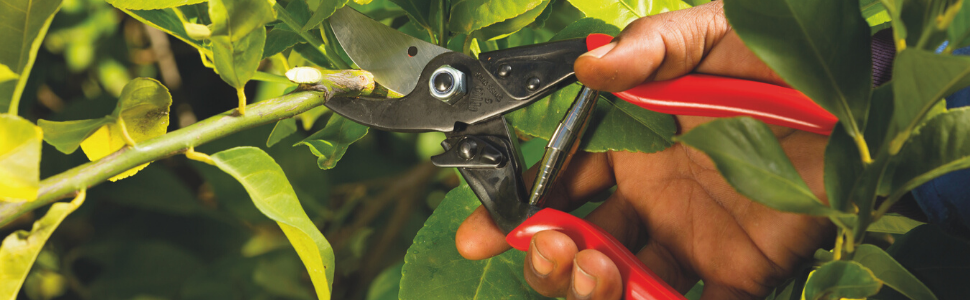 Falco Rose Bush Shears
