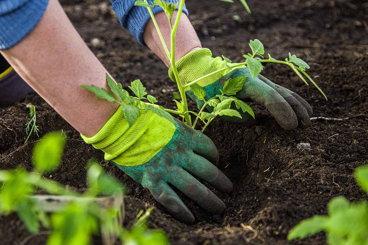 Person digging with garden gloves